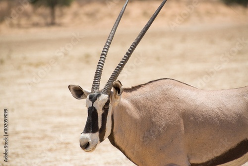 Close up of an oryx in the Namibian savannah photo