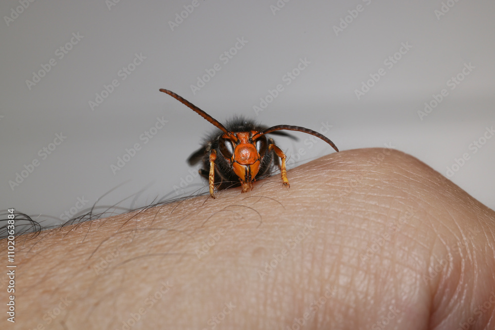 Close-up on the invasive Asian hornet, Vespa velutina Close-up on the invasive Asian hornet, Vespa velutina