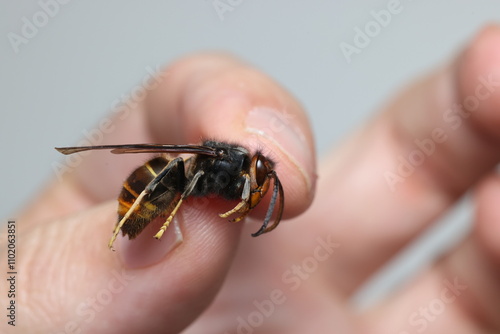 Close-up on the invasive Asian hornet, Vespa velutina photo