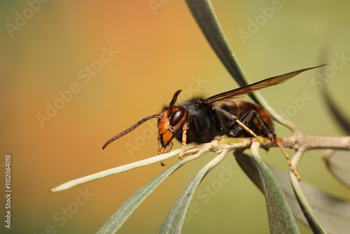 Close-up on the invasive Asian hornet, Vespa velutina
