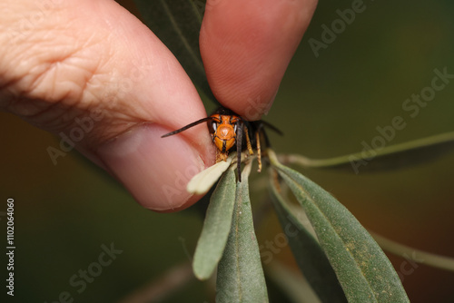 Close-up on the invasive Asian hornet, Vespa velutina