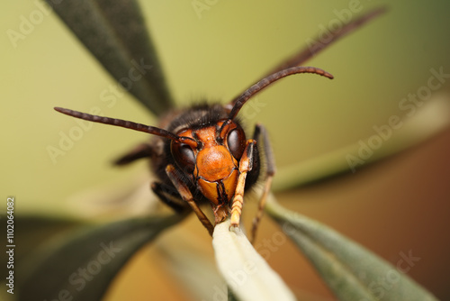 Close-up on the invasive Asian hornet, Vespa velutina