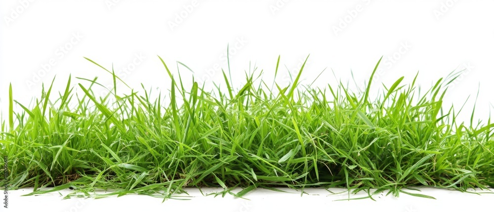 Fresh green grass isolated against a white background Fresh green grass isolated against a white background