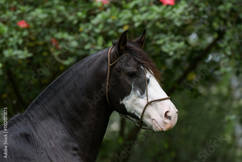 Pampero de Santo Aniceto
Caballos Criollo
Cavalo Crioulo photo