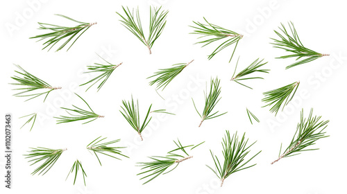 Set of scattered green pine needles isolated on transparent background