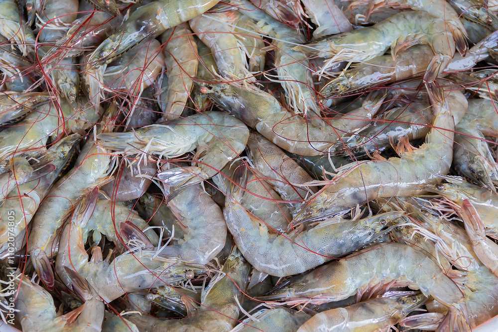 Fresh shrimp sold in the fresh markets of Thailand. Fresh shrimp sold in the fresh markets of Thailand.