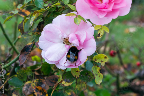 Bee napping on a pink flower