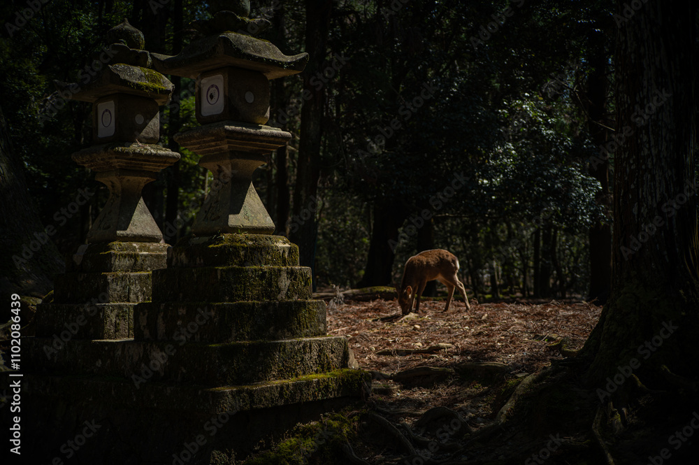 Naklejka premium Nara Deer