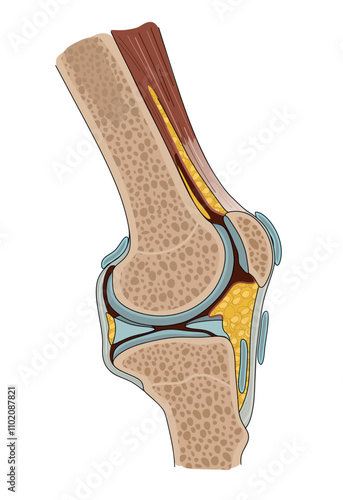 Knee anatomy including ligaments, cartilage and meniscus. Mossles and Tendons. Medical science educational illustration. Side view.