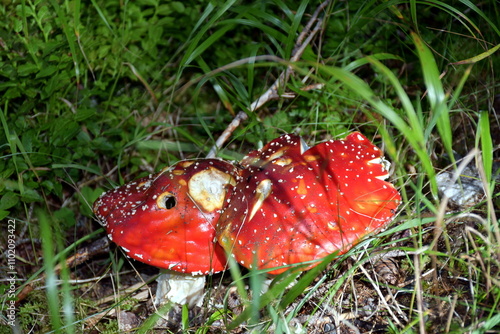 Nahaufnahme eines roten Fliegenpilzes