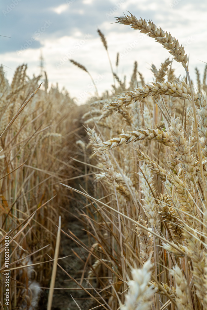 Fototapeta premium the wheat and the warm sunlight. This perspective highlights the intricate structure of the wheat plant, giving a sense of the agricultural richness.