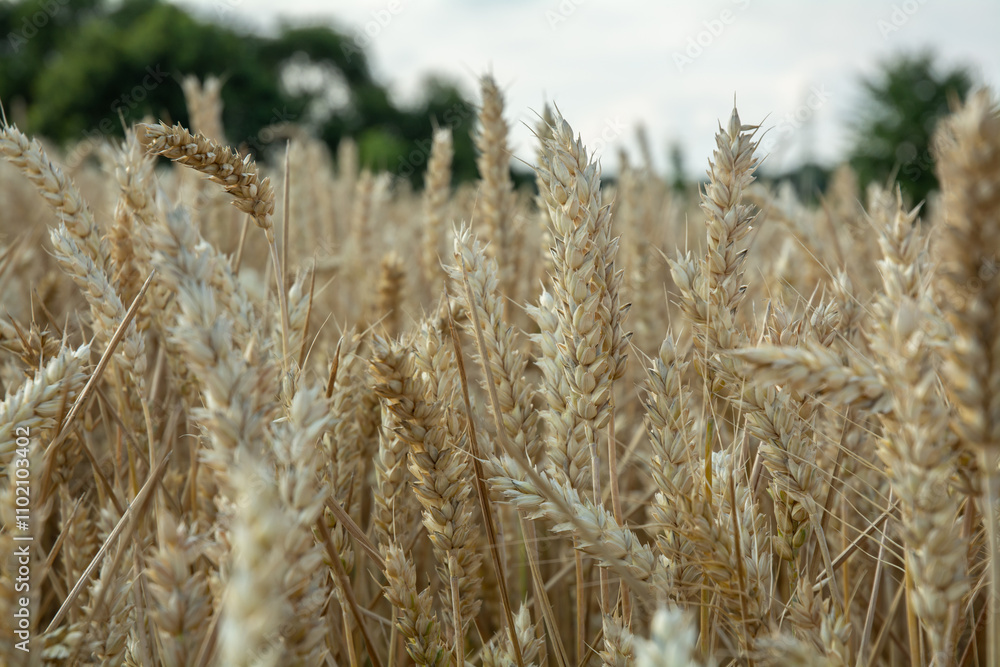 Fototapeta premium the wheat and the warm sunlight. This perspective highlights the intricate structure of the wheat plant, giving a sense of the agricultural richness.