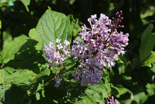 Lilas de Hongrie, Syringa villosa