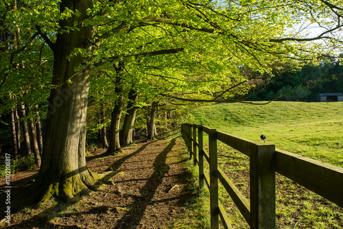 Sunlit English Woodland Path in Spring  photo