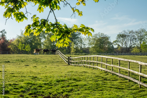Peaceful Pasture with Horses and Fencing