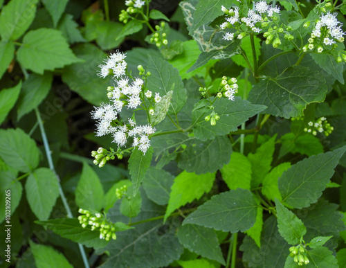 Ageratina altissima | White Snakeroot | Native North American Woodland Wildflower photo