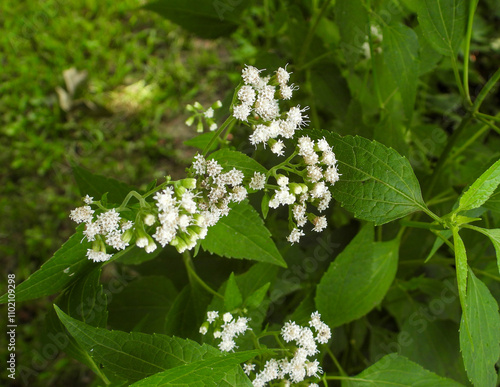 Ageratina altissima | White Snakeroot | Native North American Woodland Wildflower photo