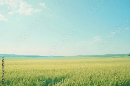 Lush Paddy Field Stretching to the Horizon with Serene Blue Sky