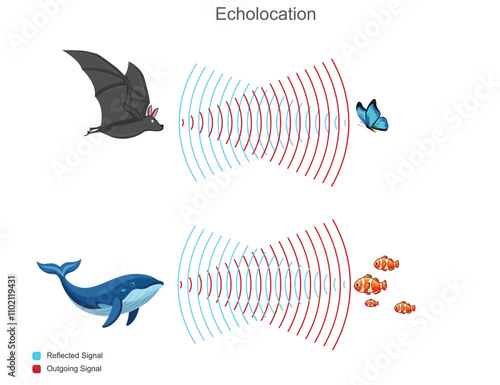 Echolocation helps animals like bats use sound waves and echoes to navigate and locate prey