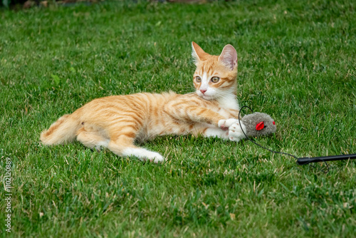 ginger kitten, orange tabby cat, playful cat, cat on grass, toy mouse, kitten playing, outdoor pet, feline portrait, curious kitten, cat with toy, grassy lawn, cute kitten, pet photography, playful mo