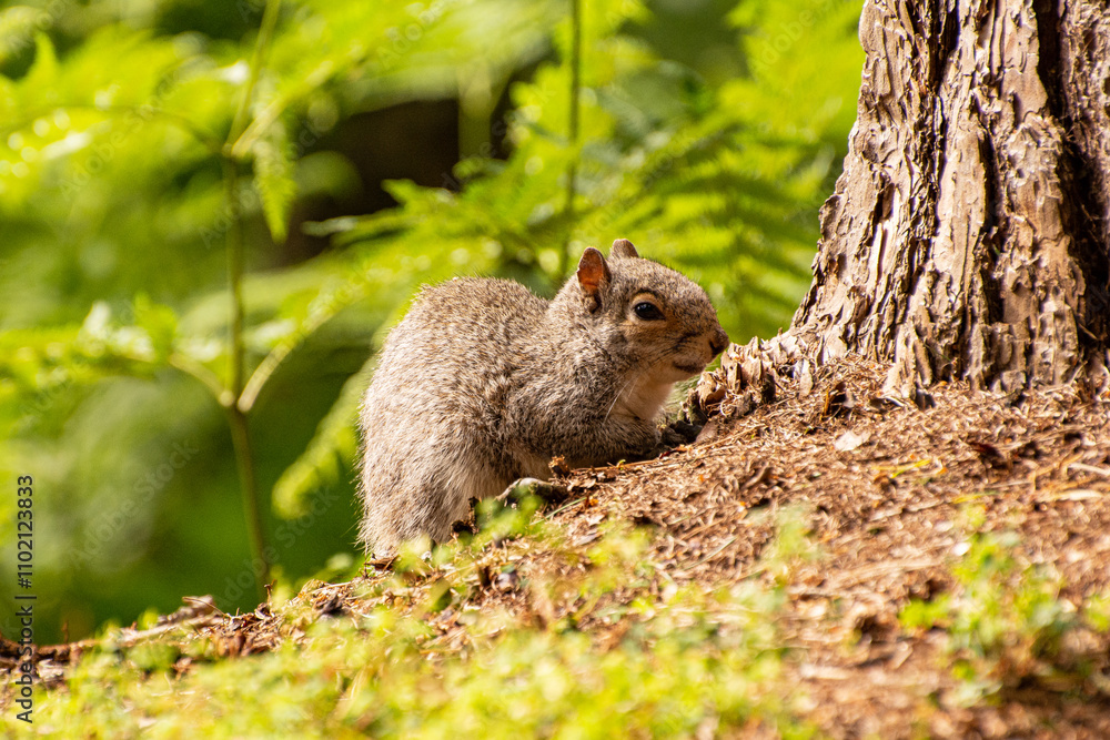 Grey Squirrel resting by a tree trunk in a forest clearing. Grey Squirrel resting by a tree trunk in a forest clearing.
