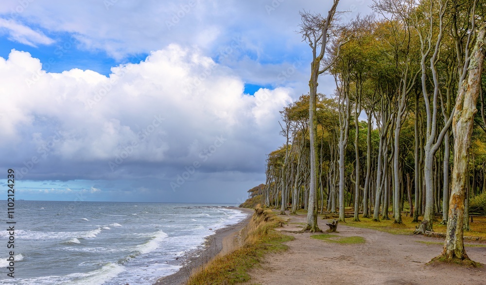 Ghost forest and cliffs on the Baltic Sea beach