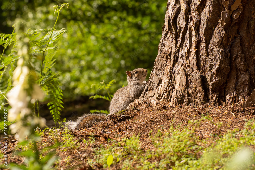 Close-up of a Grey Squirrel foraging on the ground near a tree. Close-up of a Grey Squirrel foraging on the ground near a tree.