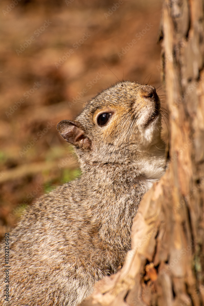 Close-Up of a Grey Squirrel Climbing a Tree Close-Up of a Grey Squirrel Climbing a Tree