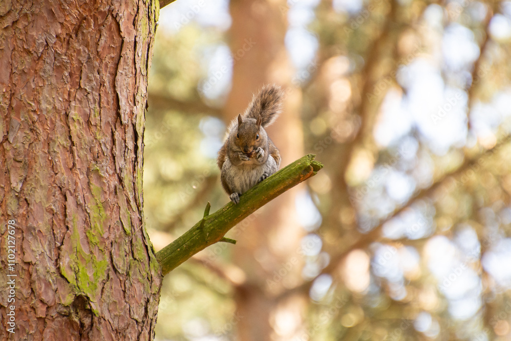 Squirrel sitting on a branch eating a nut in the forest. Squirrel sitting on a branch eating a nut in the forest.
