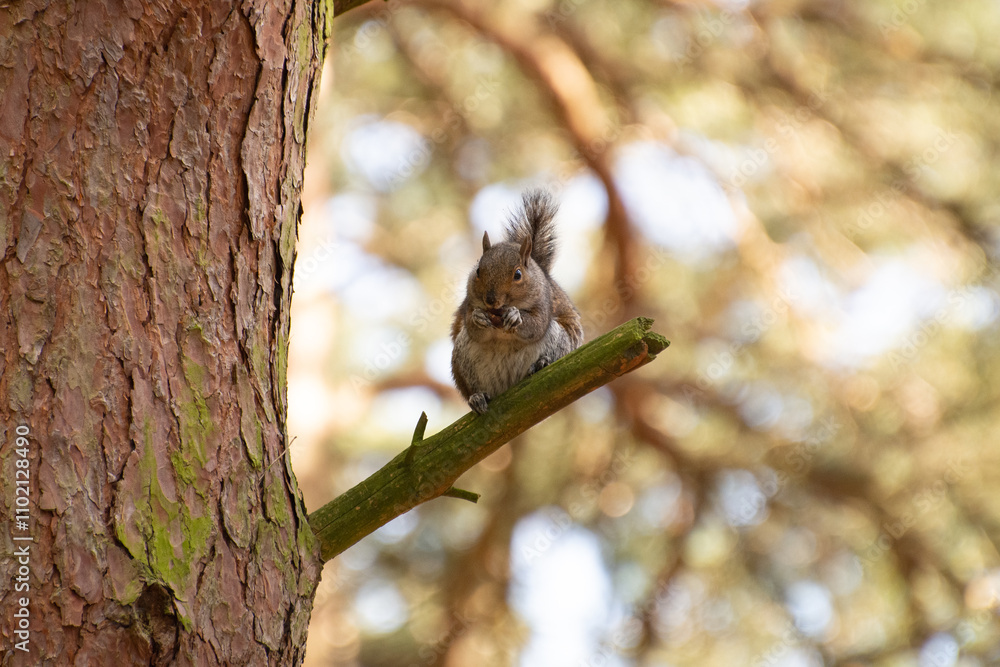 Grey Squirrel Eating on a Branch in Woodland Grey Squirrel Eating on a Branch in Woodland