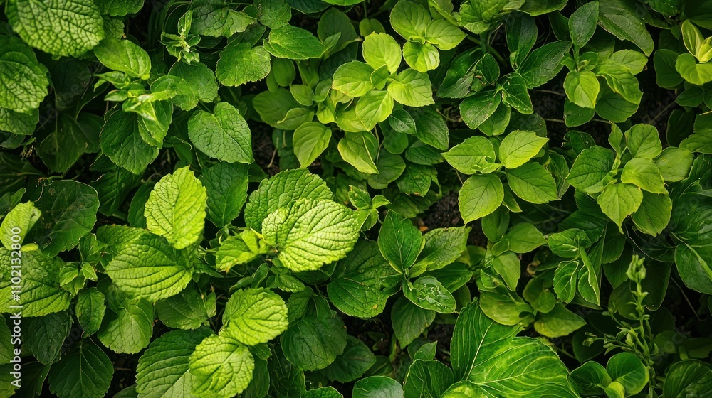 Fototapeta premium Soil with lush green plants thriving, symbolizing fertility and growth potential