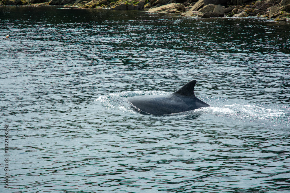 Fototapeta premium Dolphin Swimming in Irish Coastal Waters. The famous Fungie - The Dingle Dolphin