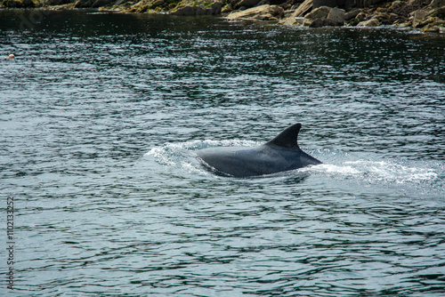 Dolphin Swimming in Irish Coastal Waters. The famous Fungie - The Dingle Dolphin photo