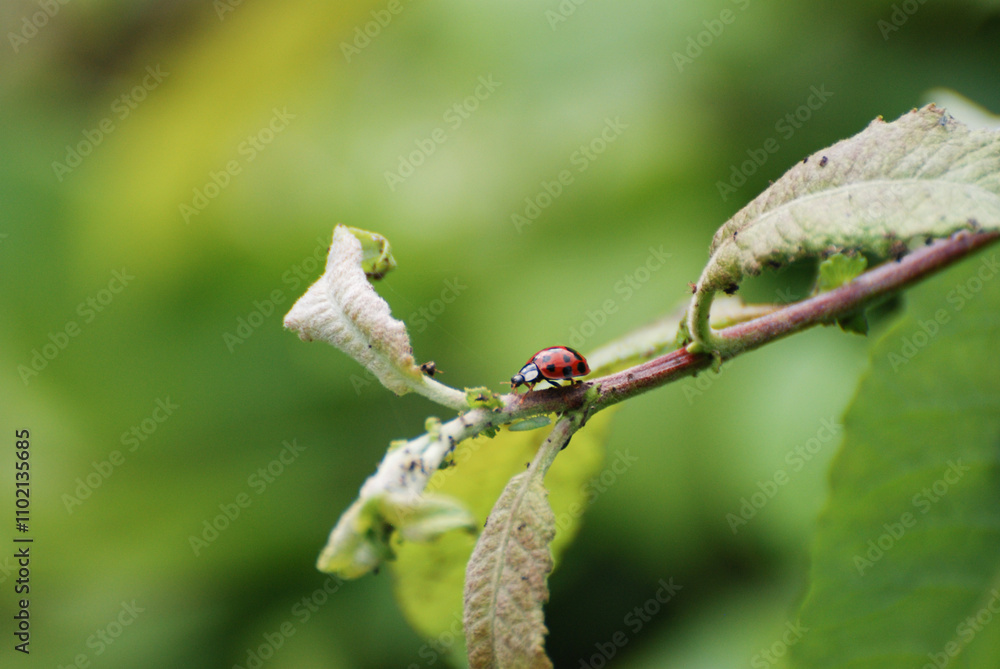 Ladybug Crawling on Leafy Branch with Green Background Ladybug Crawling on Leafy Branch with Green Background