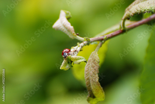 Ladybug Crawling on Leafy Branch with Green Background