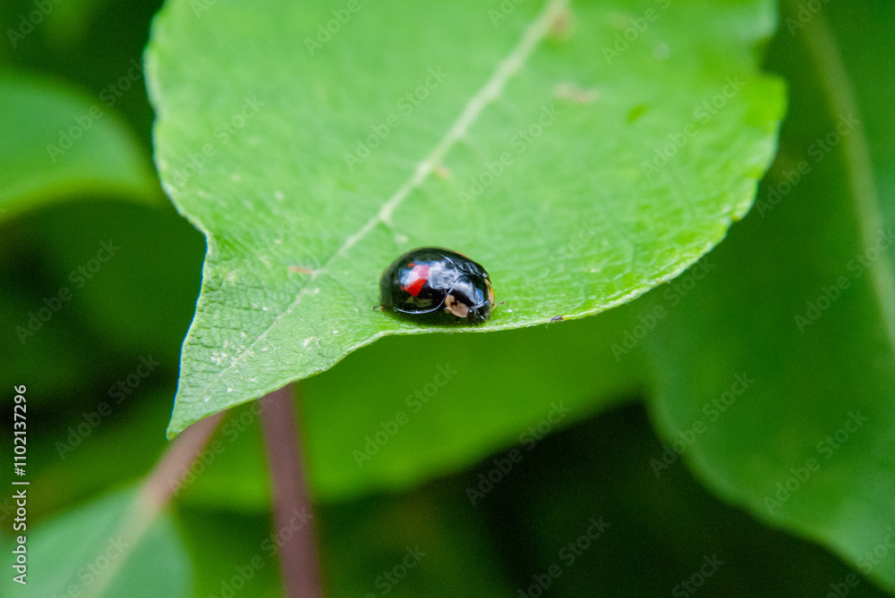 Black Ladybug on Green Leaf closeup macro photograph with blurred background Black Ladybug on Green Leaf closeup macro photograph with blurred background