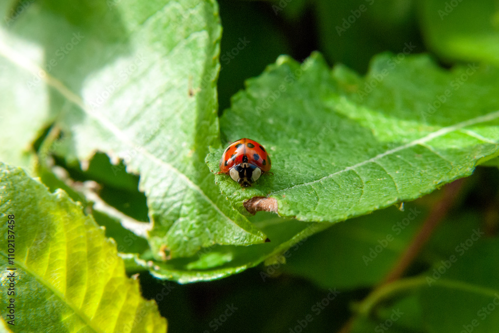 Ladybird ladybug sits on a green leaf macro closeup photograph Ladybird ladybug sits on a green leaf macro closeup photograph