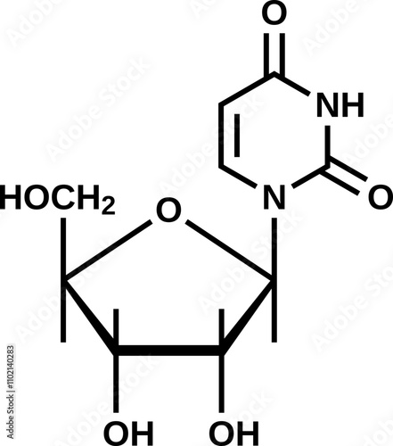 Nucleoside uridine structural formula, RNA component vector illustration
