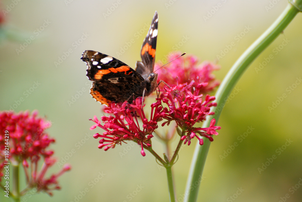 Red Admiral Butterfly Feeding on Pink Flowers Red Admiral Butterfly Feeding on Pink Flowers