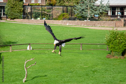 Bald Eagle in Flight at Whipsnade Zoo