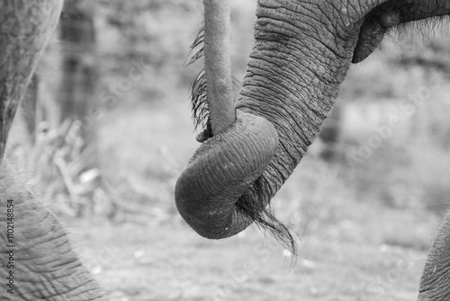 Close-Up of Elephant Trunks in Black and White mother and baby elephant 