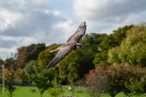 Harris Hawk in Flight