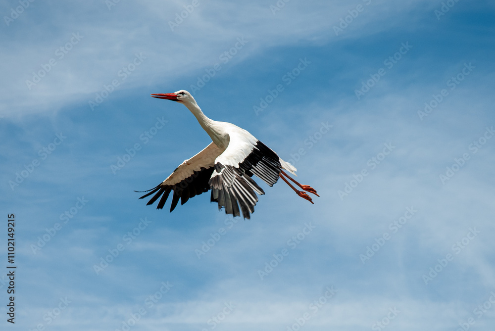 A graceful white stork soaring through a clear blue sky, a sign of fertility and peace A graceful white stork soaring through a clear blue sky, a sign of fertility and peace