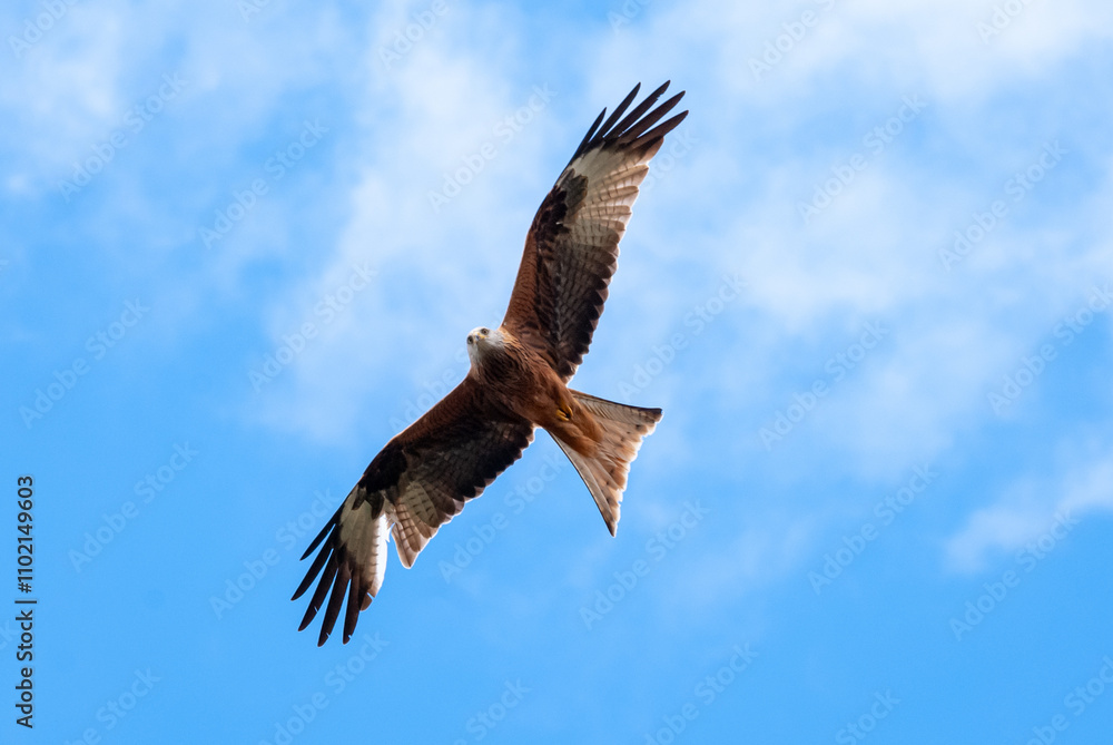 Falcon Soaring in Clear Blue Sky Falcon Soaring in Clear Blue Sky