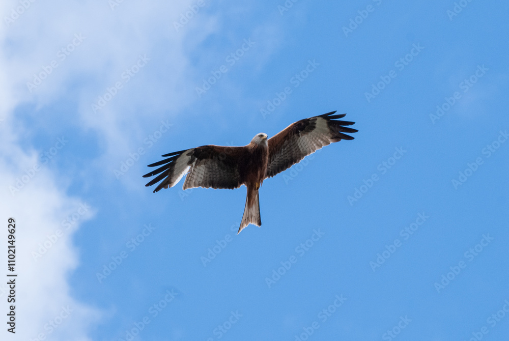 Falcon Soaring in Clear Blue Sky Falcon Soaring in Clear Blue Sky