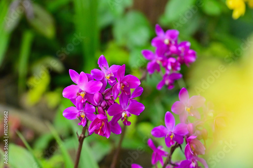 Close-Up of Bright Purple Orchids