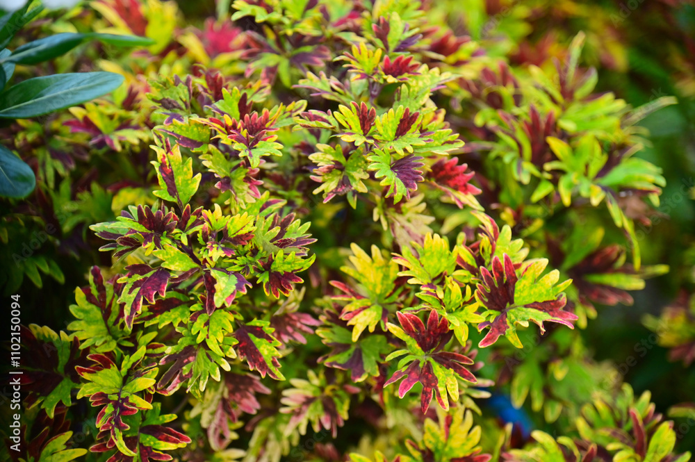 Red and Green Leaves of Coleus Plant Red and Green Leaves of Coleus Plant