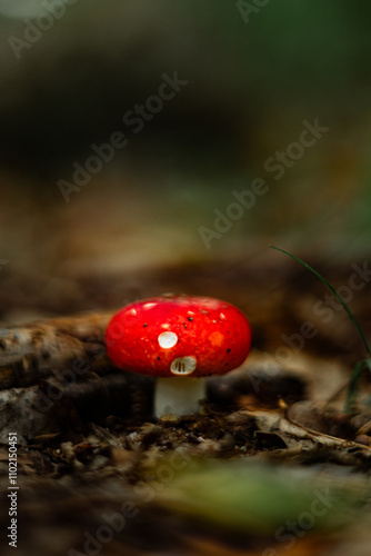 cute red capped mushroom