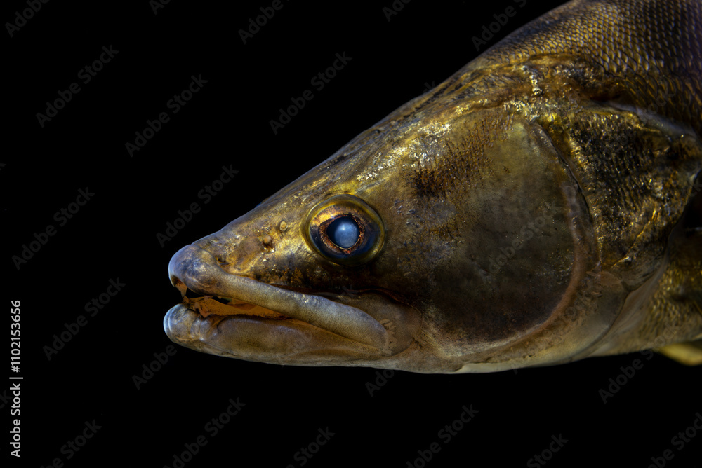 Close-up of a Walleye Fish on Black Background Close-up of a Walleye Fish on Black Background
