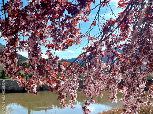 blossom in spring